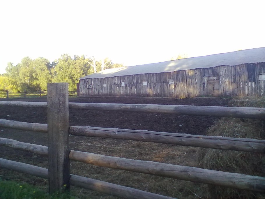 Загон для 20 Бычков