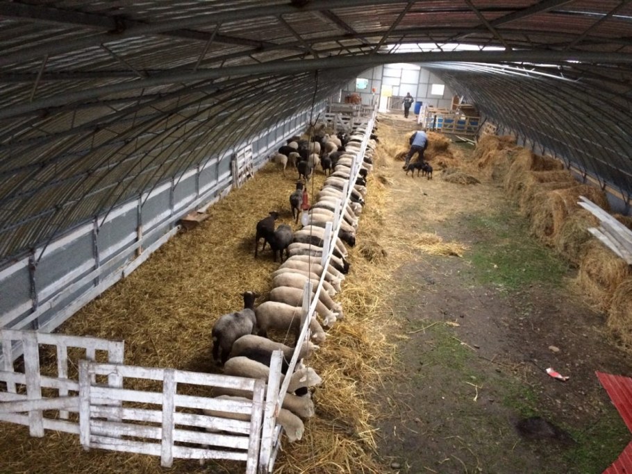 КФХ "Texel Farm.