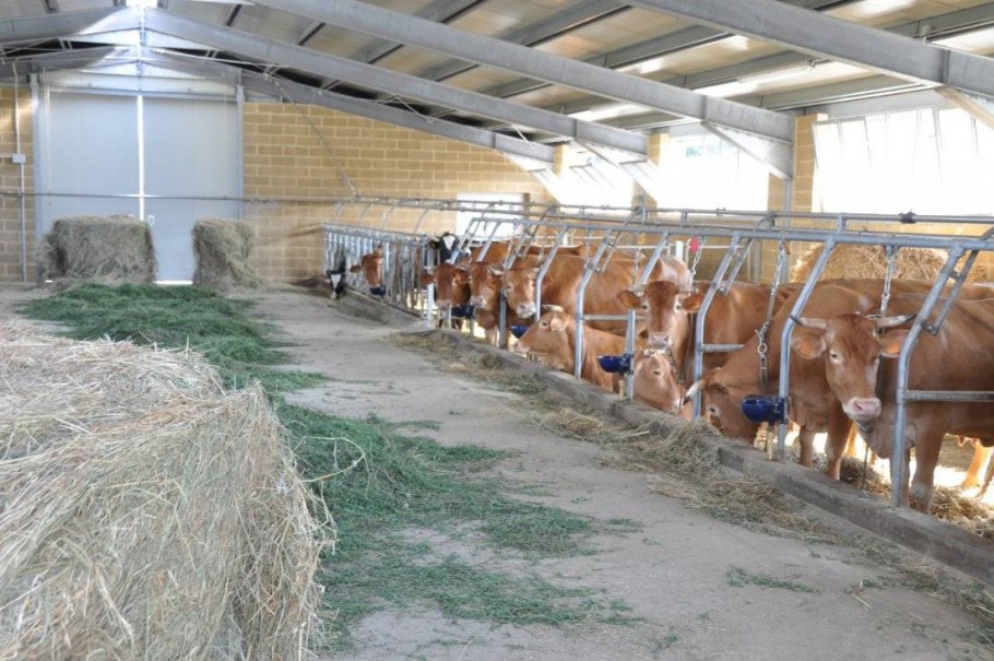 Коровник на 30 коров