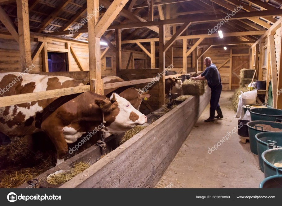 Коровник на 10 Быков