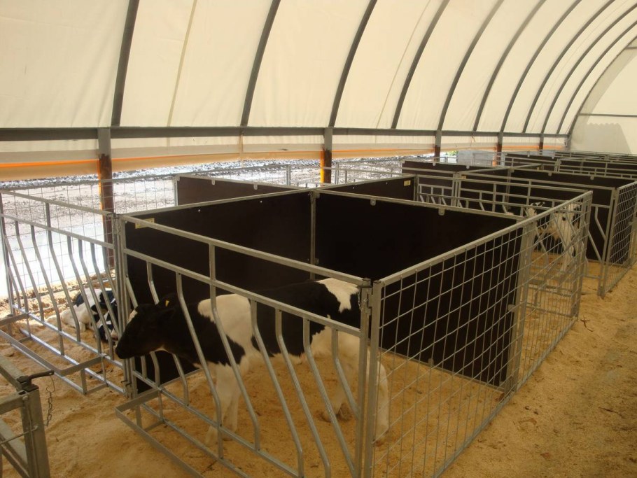 Загон для телят