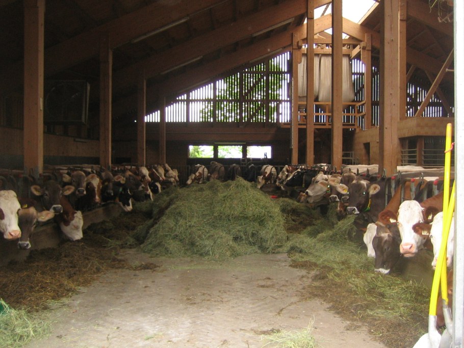 Денник для коров