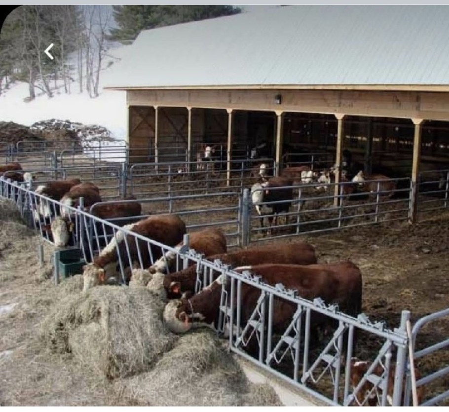 Загон для крупного рогатого скота