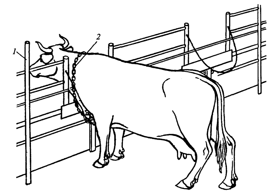 Стойловое оборудование с автоматической привязью ОСП-Ф-26
