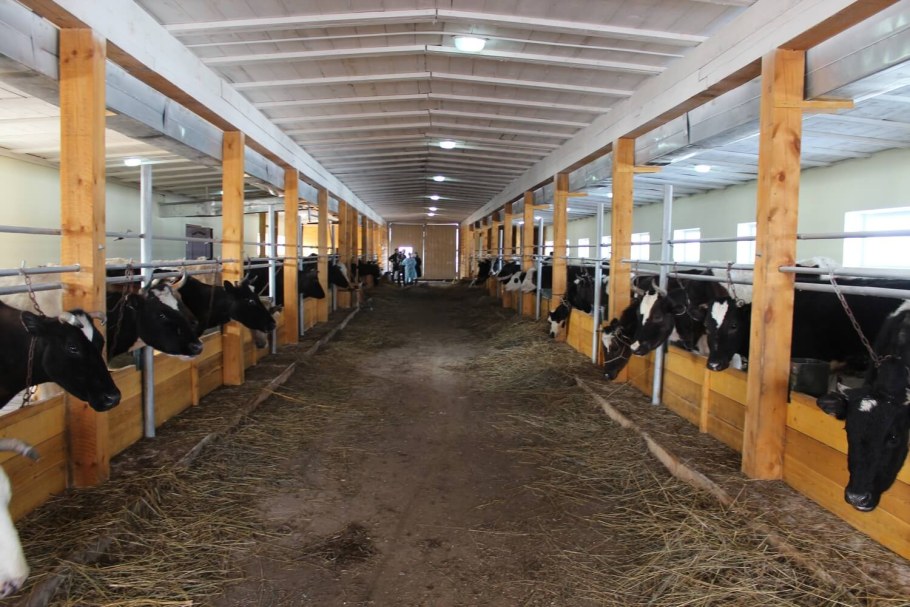 Коровник на 20 Быков