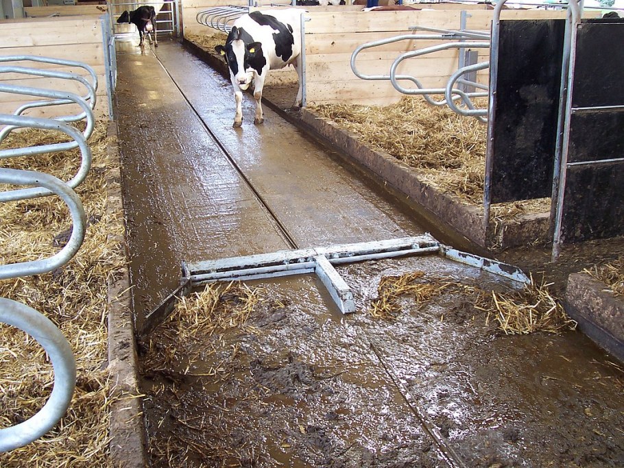 Кормушка для коров