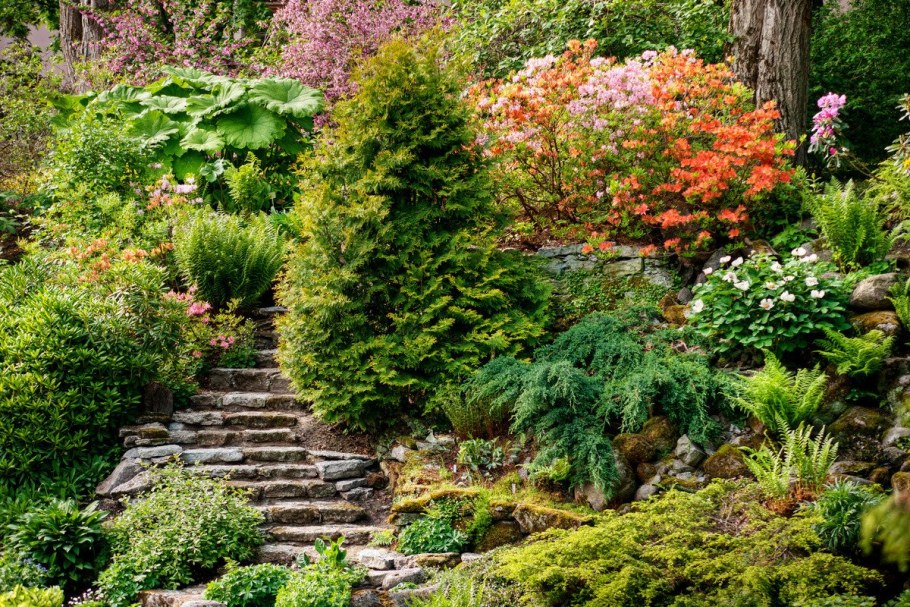 Хвойники на крутом склоне