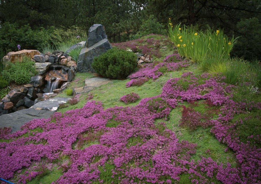 Флокс шиловидный рокарий