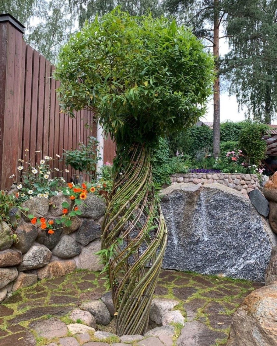 Ива плакучая плетеная