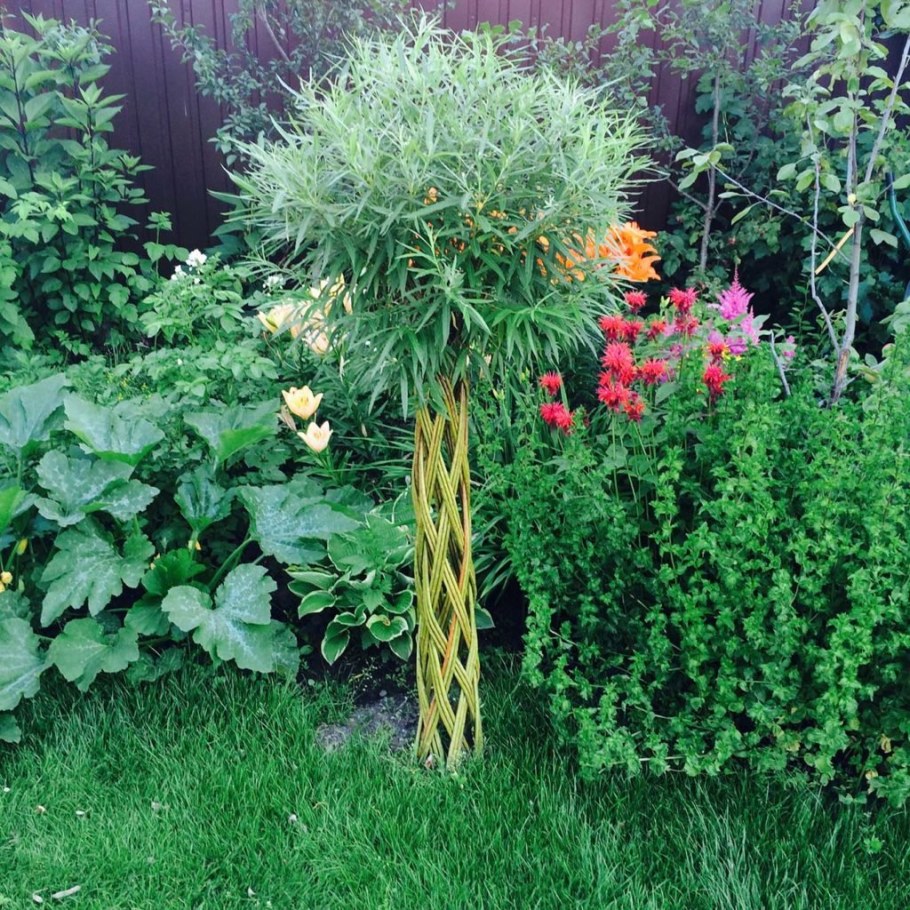 Плетёная Ива дерево