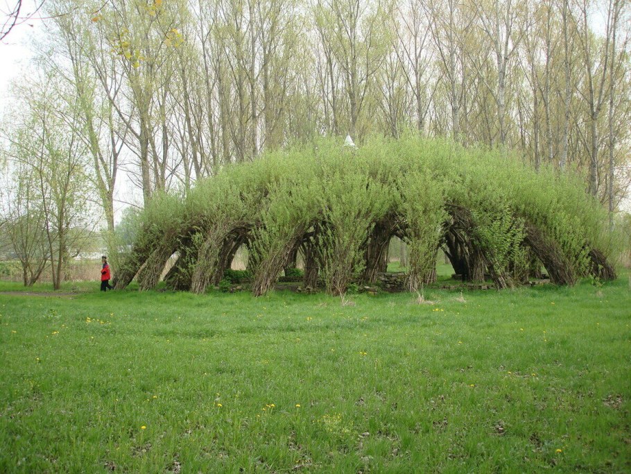 Ива шаровидная изгородь