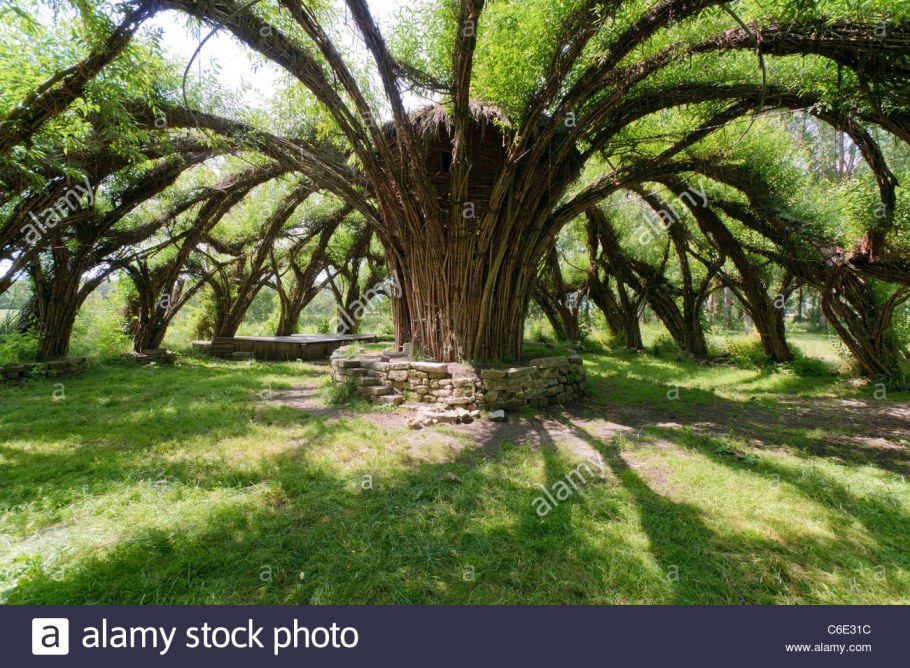 Архитектура из живых деревьев в саду