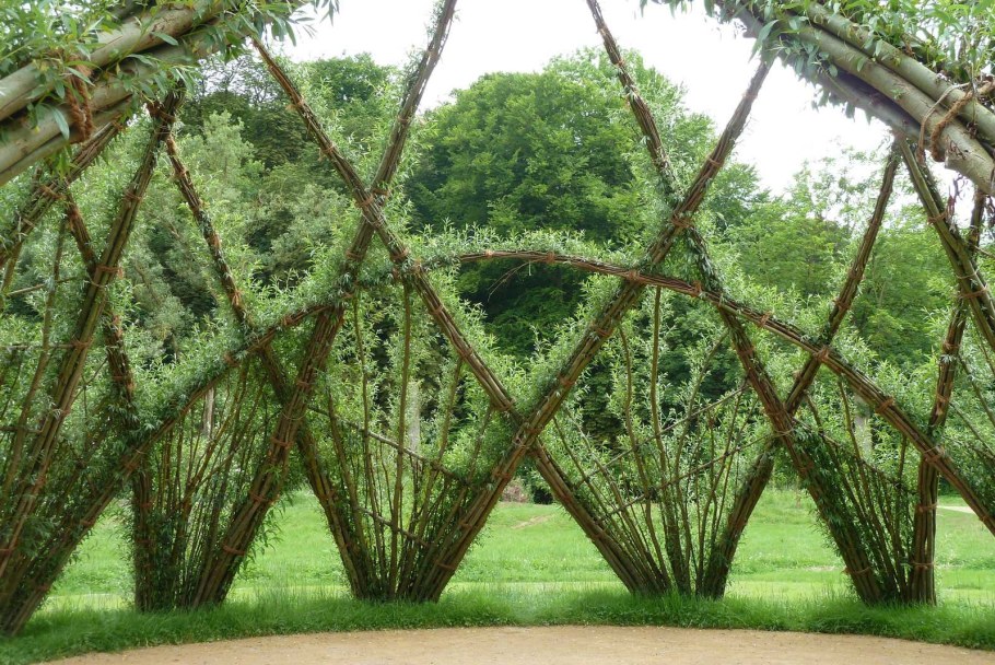 Живые ивовые изгороди