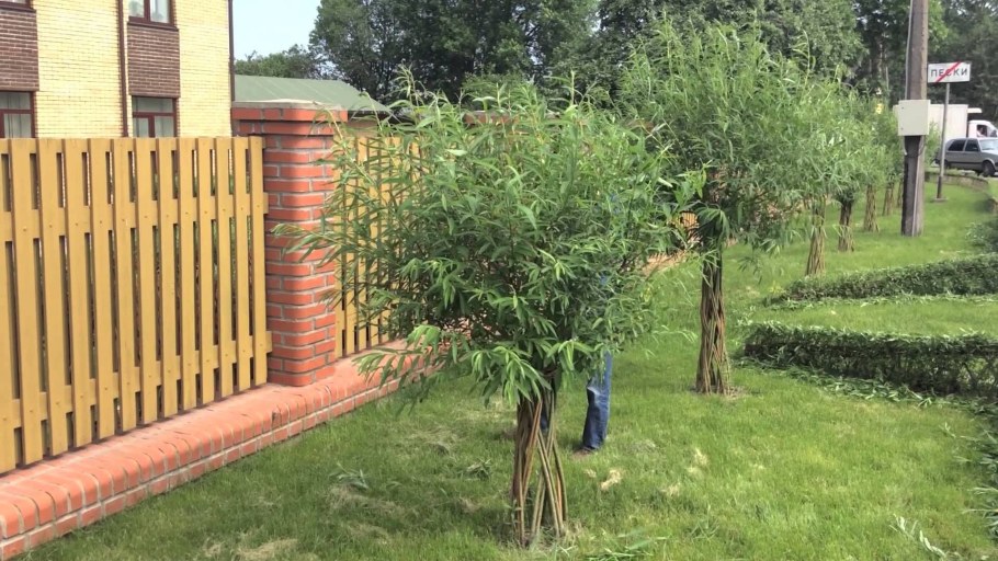 Ива датские корни