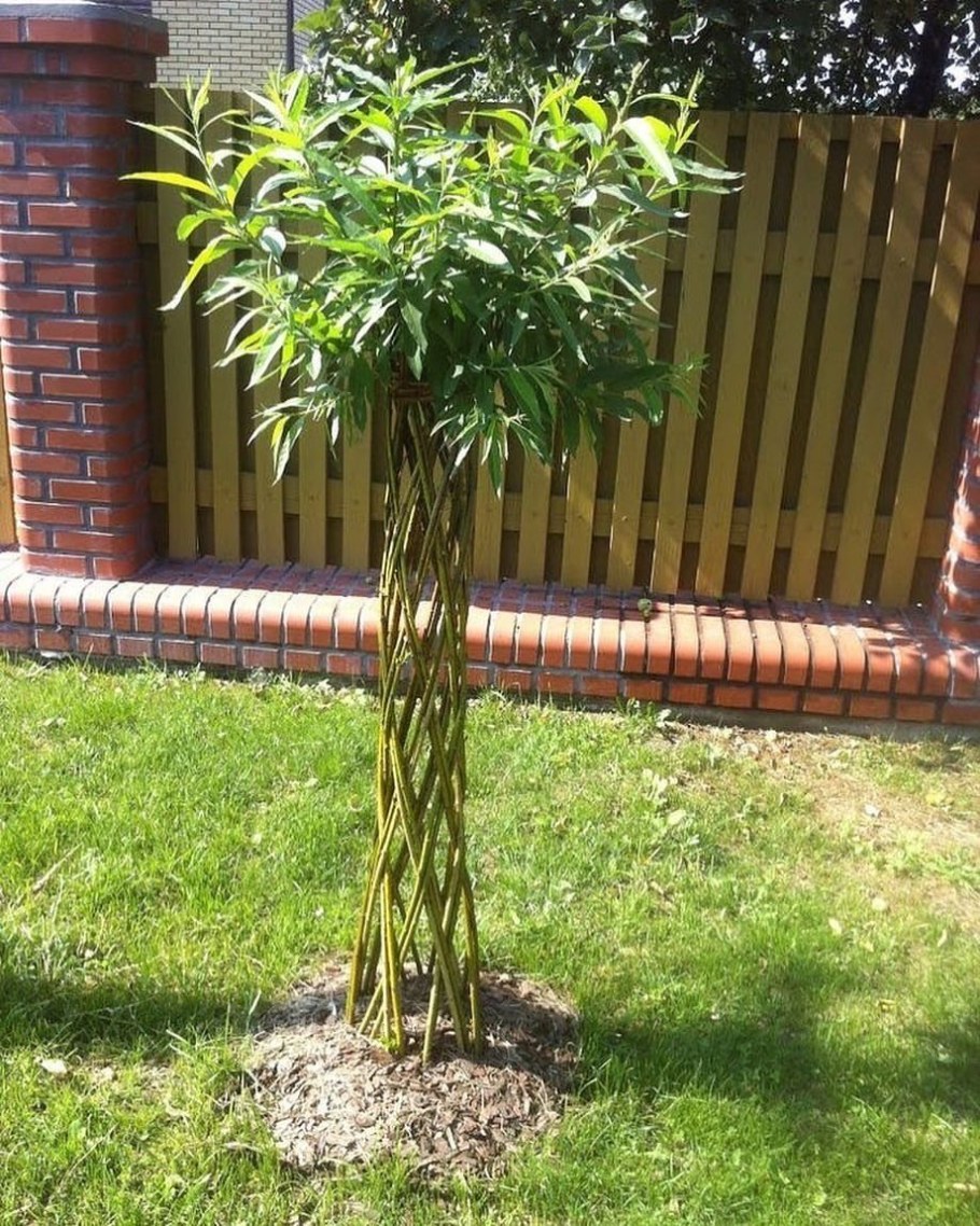 Ива плетеная датские корни