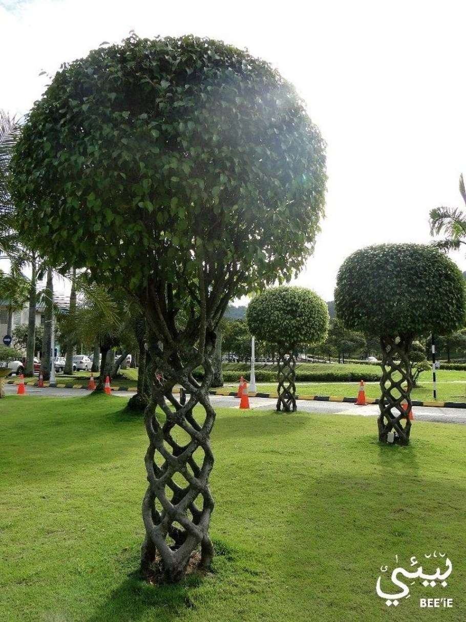 Арбоскульптура Ива