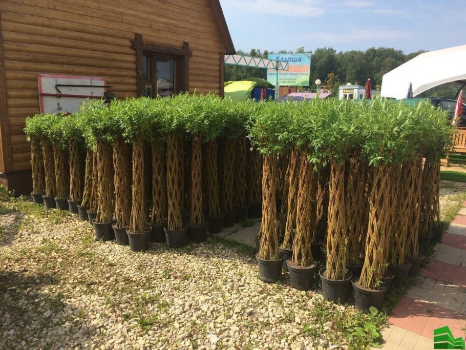Ива прутовидная Живая изгородь