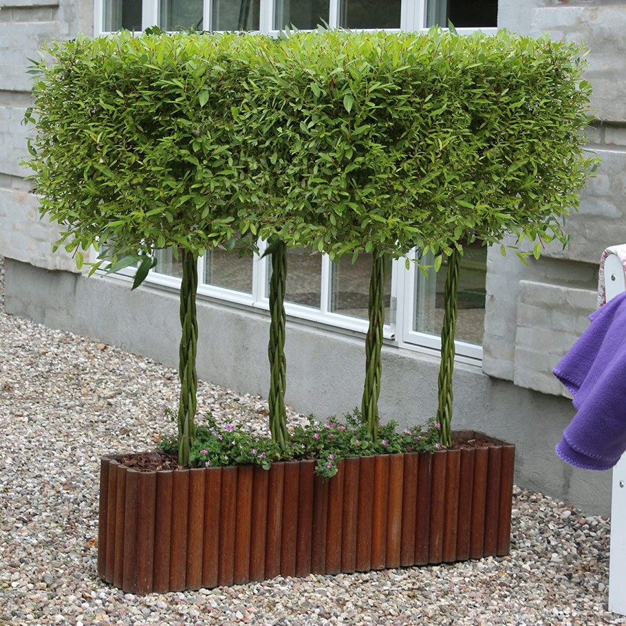 Ива датские корни изгородь