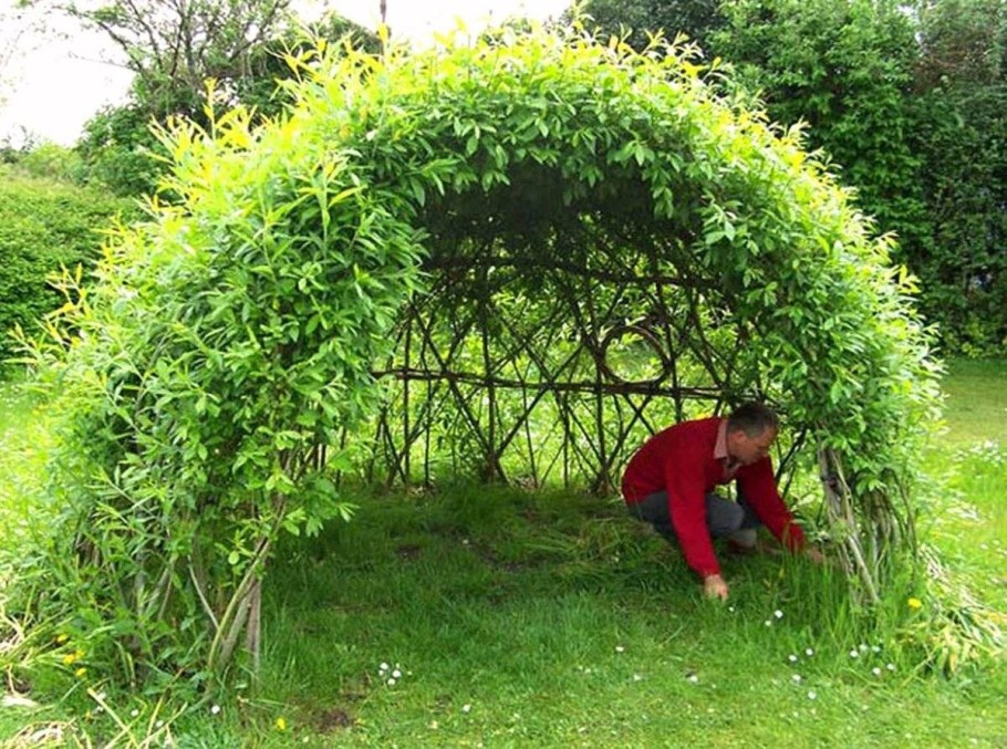 Ива шаровидная изгородь