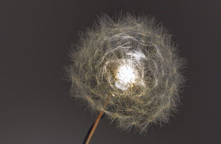 Люстра в виде одуванчика