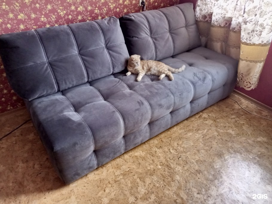 Молодой дермантин животное