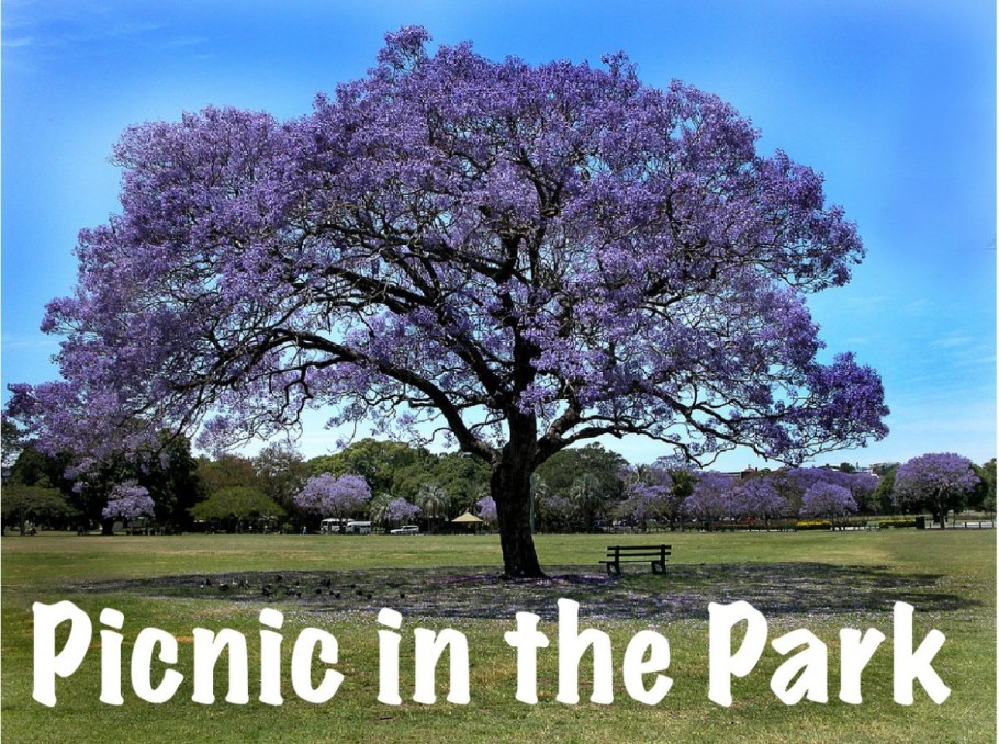 Фиалковое дерево джакаранда