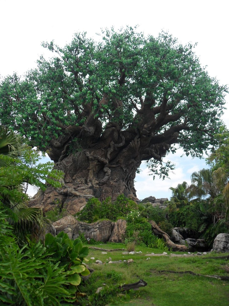 Амазонский палисандр