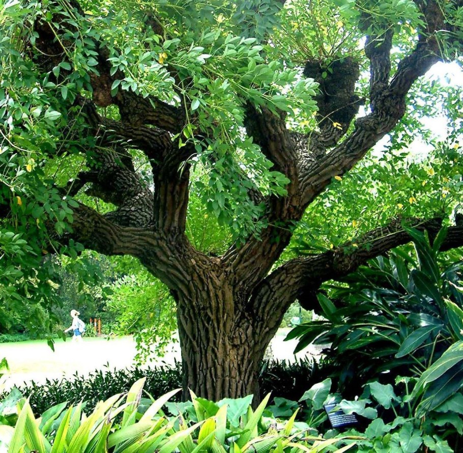 Дальбергия дерево