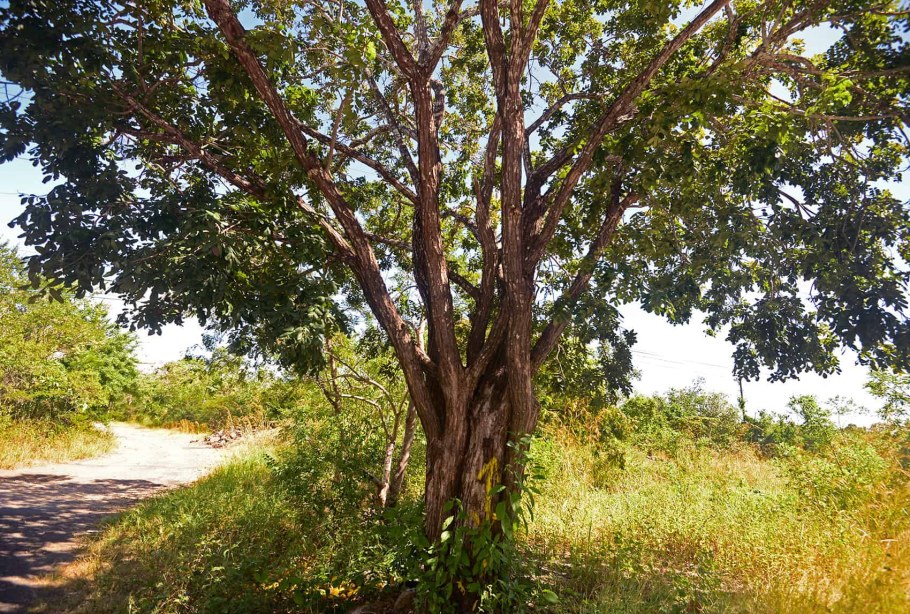 Кокоболо дерево