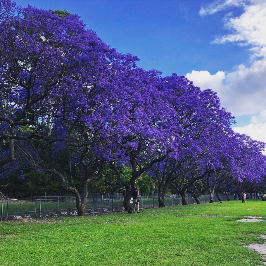 Жакаранда (фиалковое дерево) Кавказ