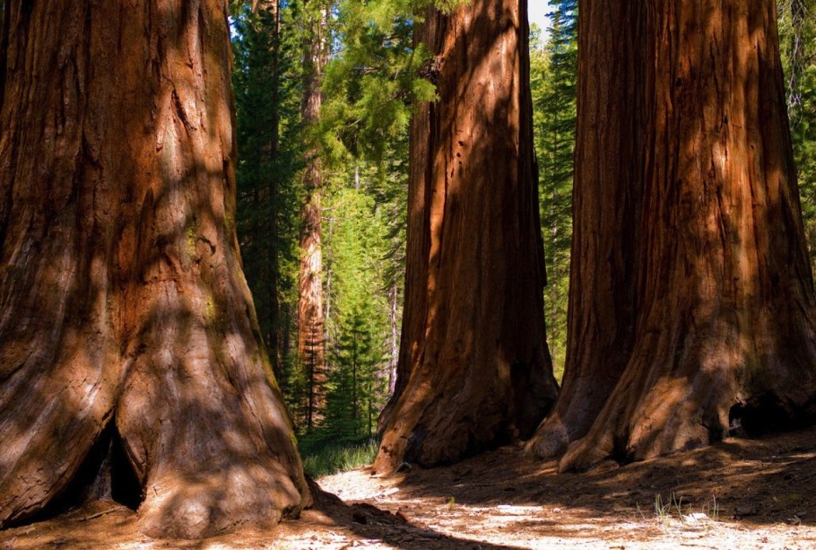 Красное махагониевое дерево в Южной Америке