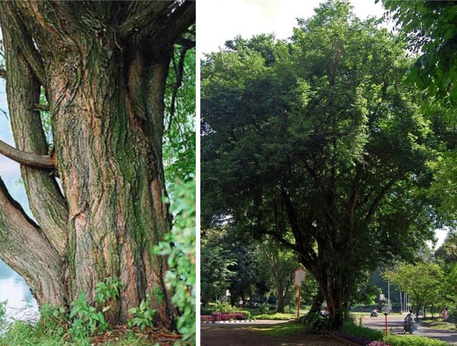 Палисандр дальбергия