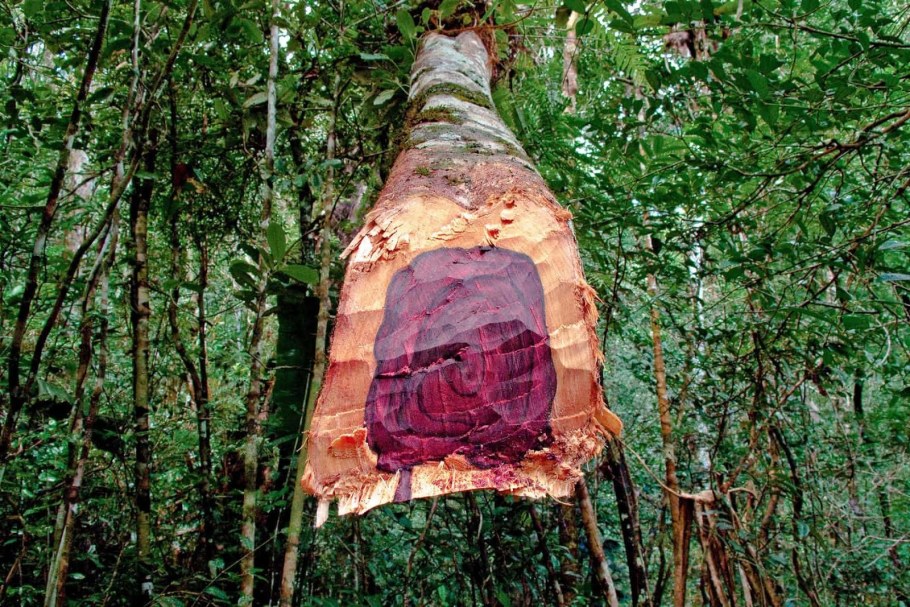 Буа де роз древесина