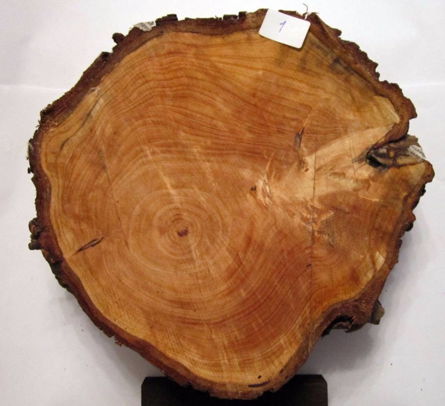 Граб дерево спил