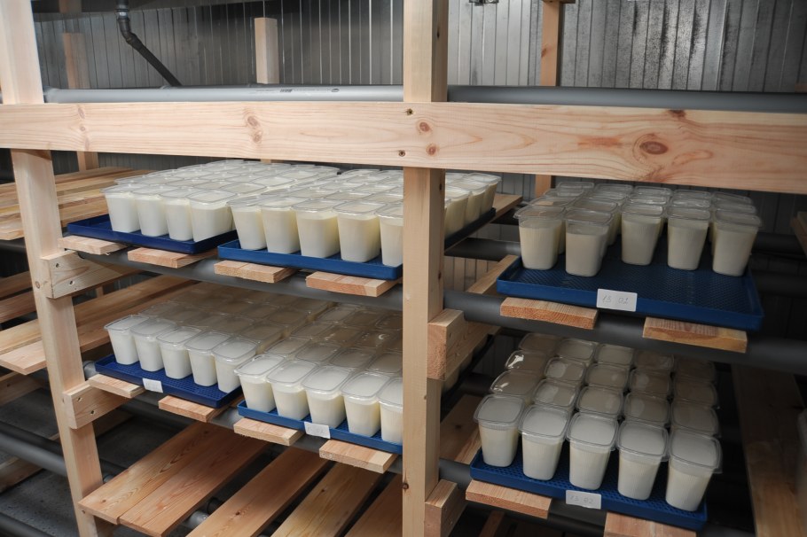 Сыроварня внутри