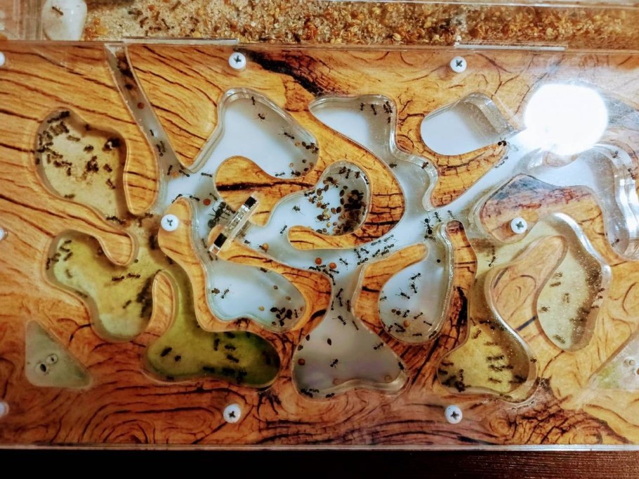 Муравьиная ферма формикарий