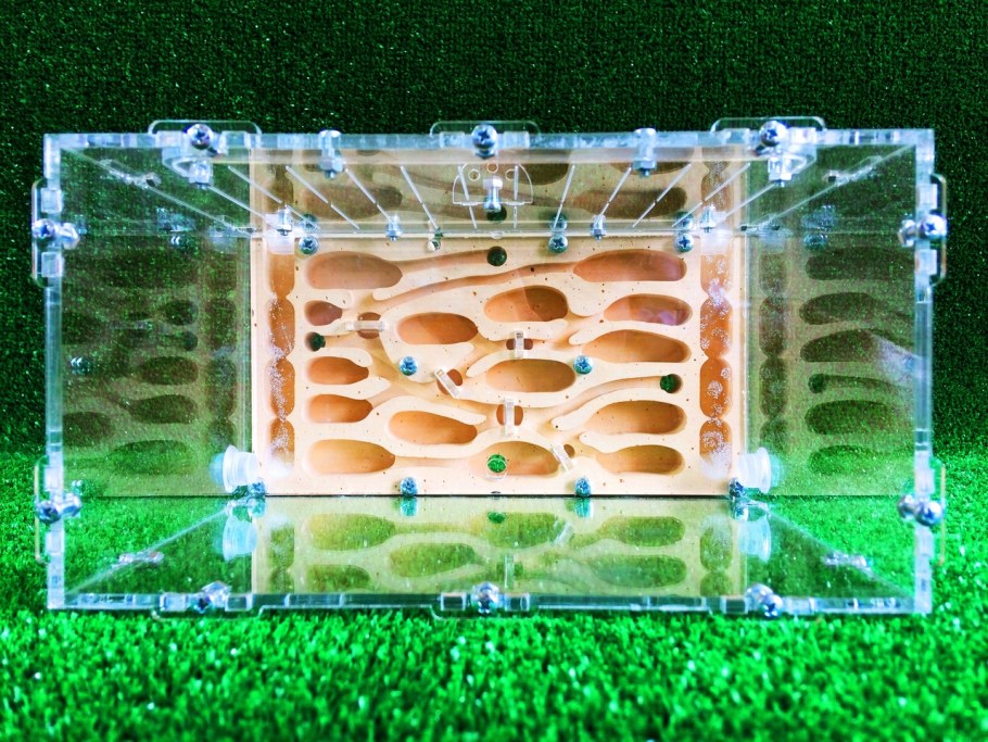 Муравьиная ферма формикарий