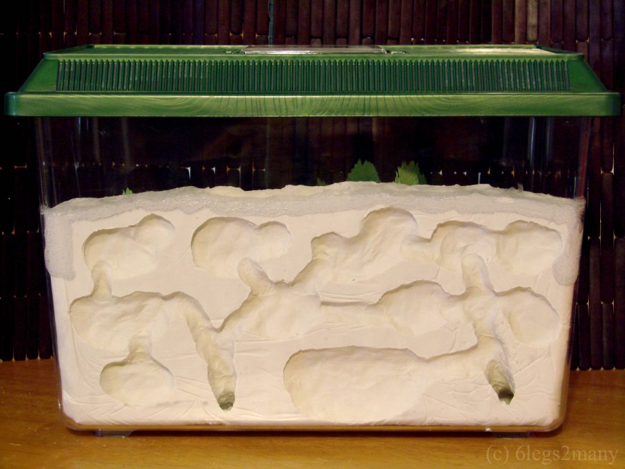 Муравьиная ферма своими руками