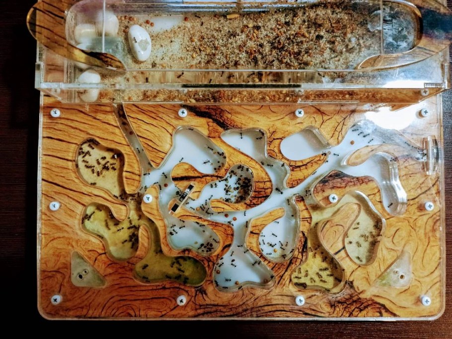 ИП Остапчук формикарий