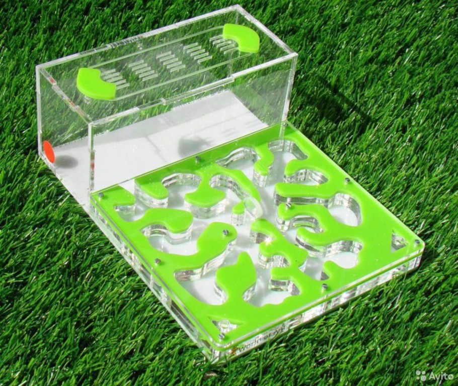 Муравьиная ферма формикарий