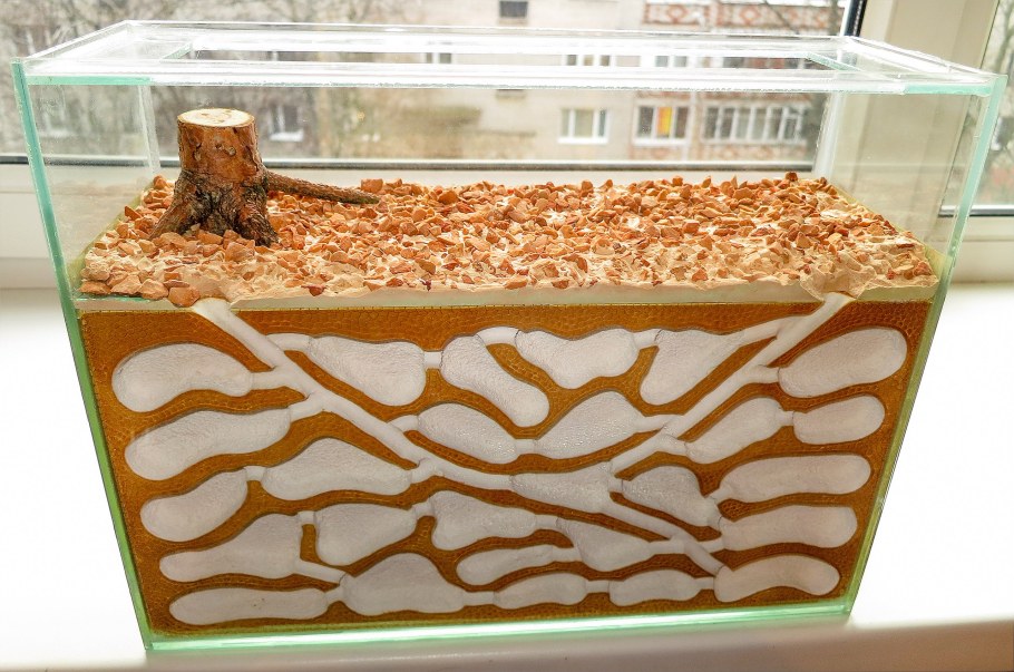 Колония муравьев (формикарий)