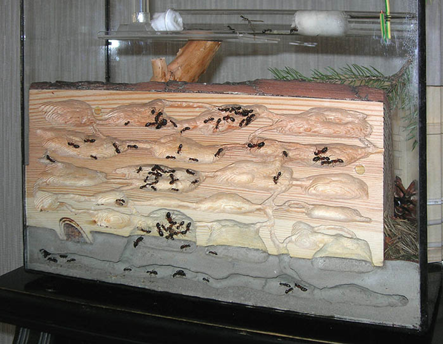 Древесный формикарий