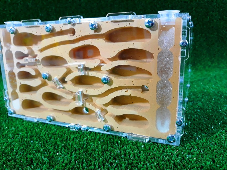 Anthill муравьиная ферма