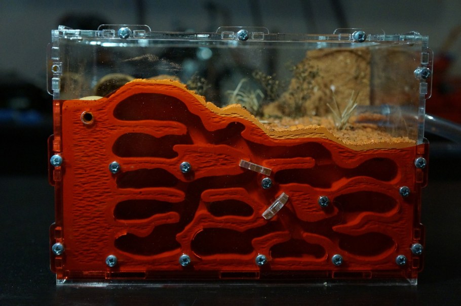 Муравьиная ферма ANTSRUSSIA g60 стандарт