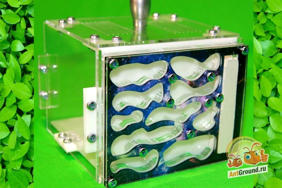Муравьиная ферма формикарий