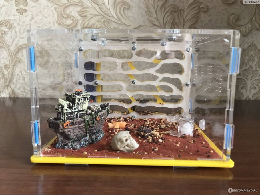 Муравьиная ферма блекант