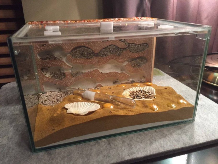 Террариум формикарий