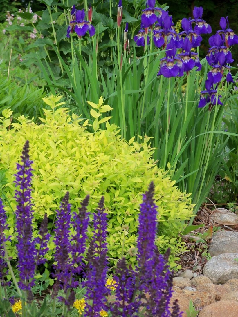 Ирисы и котовник