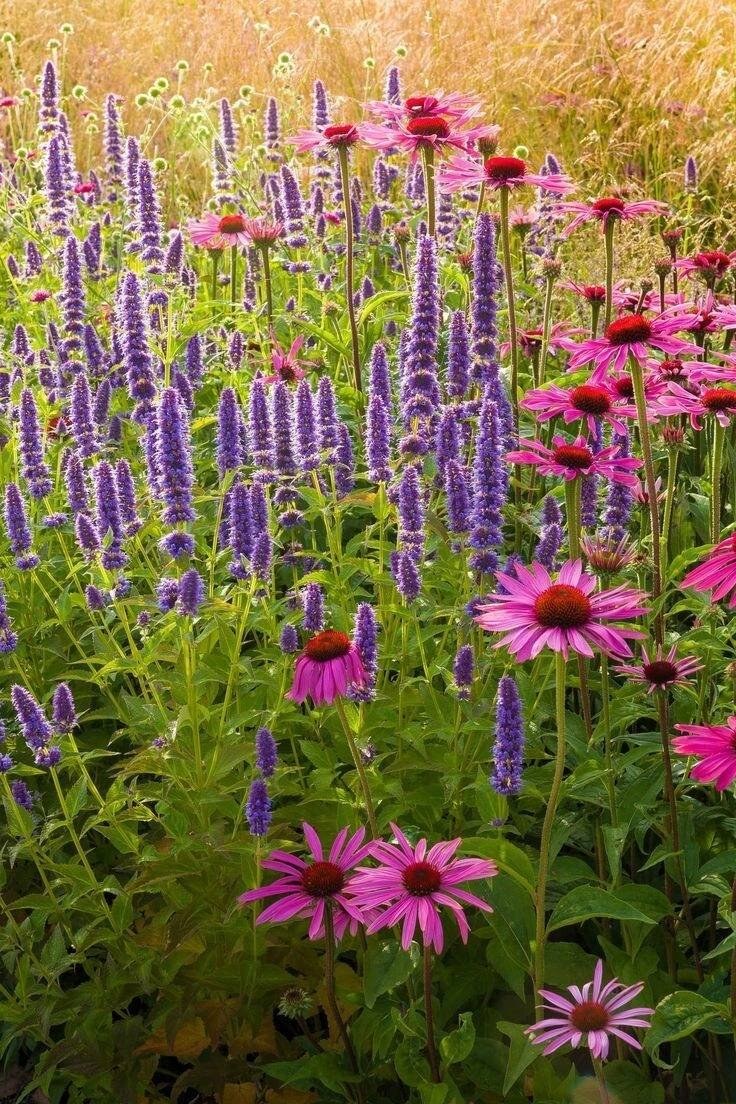 Эхинацея и монарда