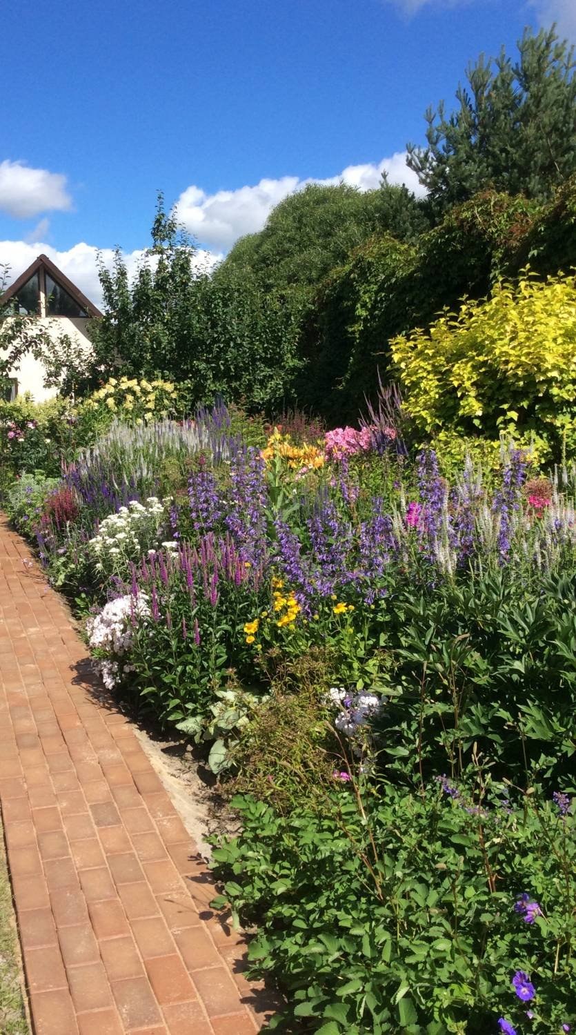 Лофант на клумбе